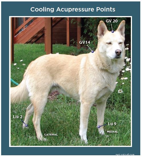 Keep Your Dog Cool: Acupressure Tips to Beat Summer Heat