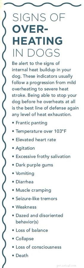 Keep Your Dog Cool: Acupressure Tips to Beat Summer Heat