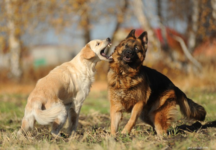 Resolving Conflict Between Your Dogs: Why They Fight and How to Fix It