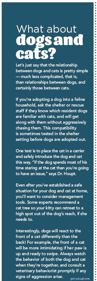 Resolving Conflict Between Your Dogs: Why They Fight and How to Fix It