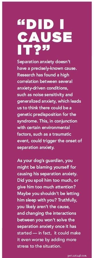 Is Your Dog Suffering from Separation Anxiety? 4 Proven Steps to Calmness