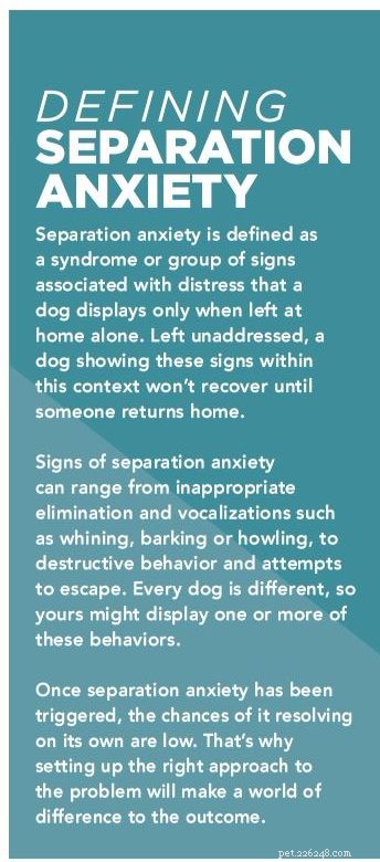 Is Your Dog Suffering from Separation Anxiety? 4 Proven Steps to Calmness