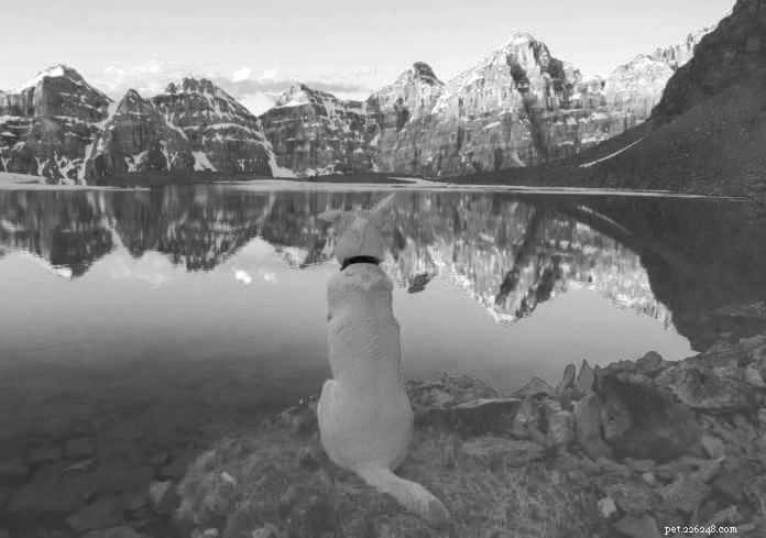Jasper: The Instagram Adventure Dog Inspiring Pet Parents to Get Outside
