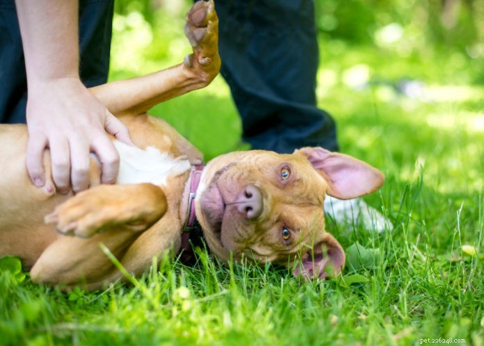 How Your Dog’s Gut Microbiome Influences Behavior: What You Need to Know