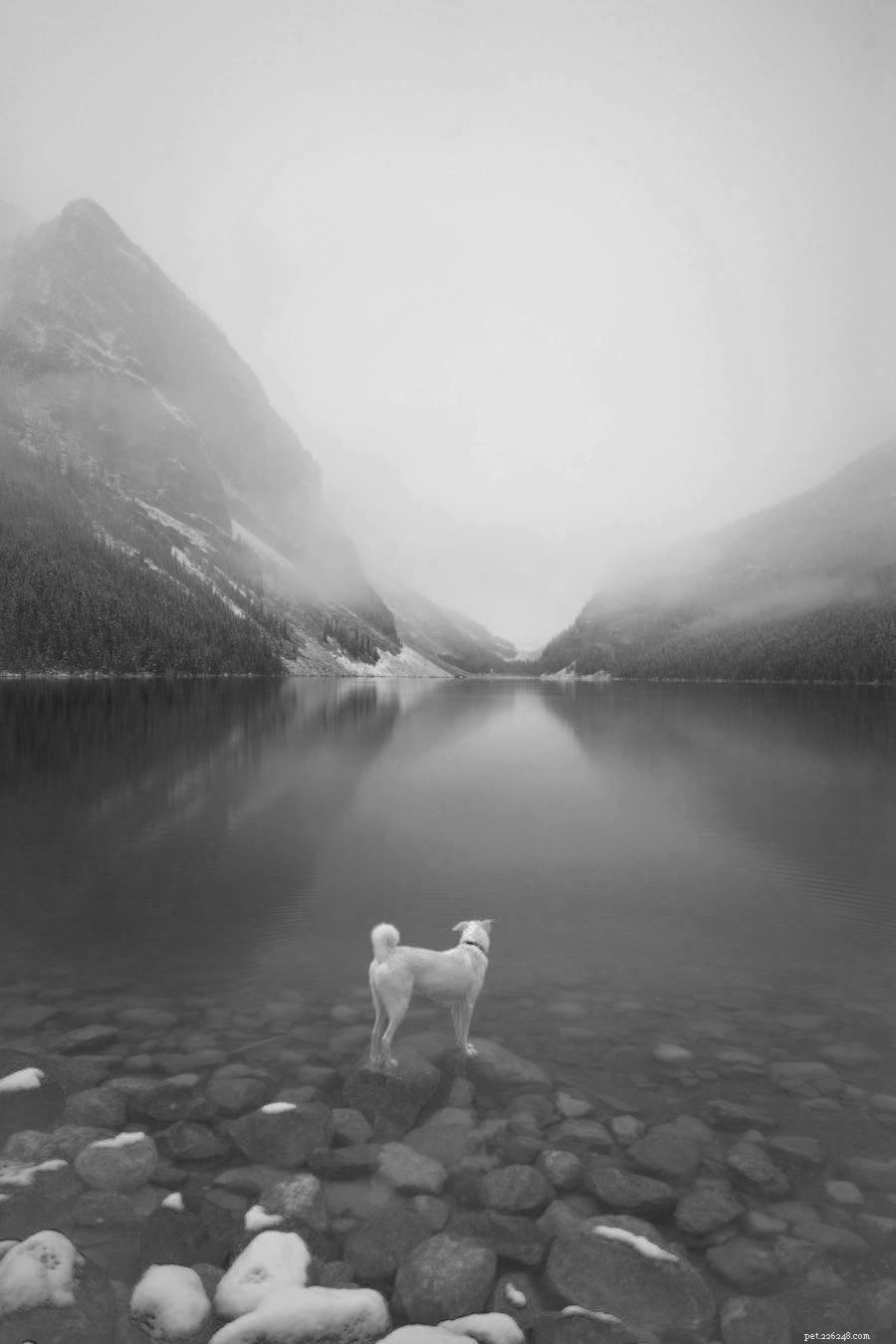 Jasper: The Instagram Adventure Dog Inspiring Pet Parents to Get Outside