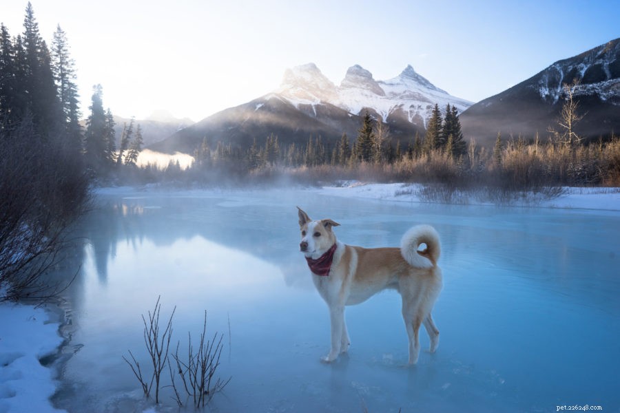 Jasper: The Instagram Adventure Dog Inspiring Pet Parents to Get Outside