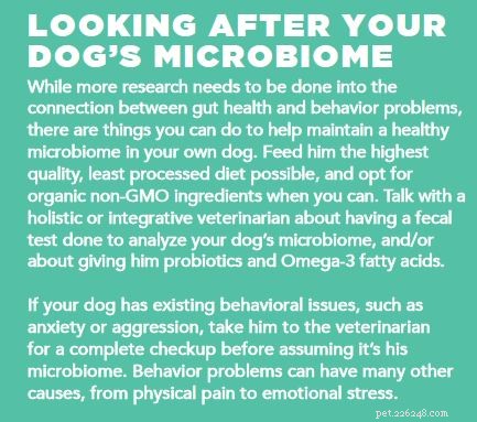 How Your Dog’s Gut Microbiome Influences Behavior: What You Need to Know
