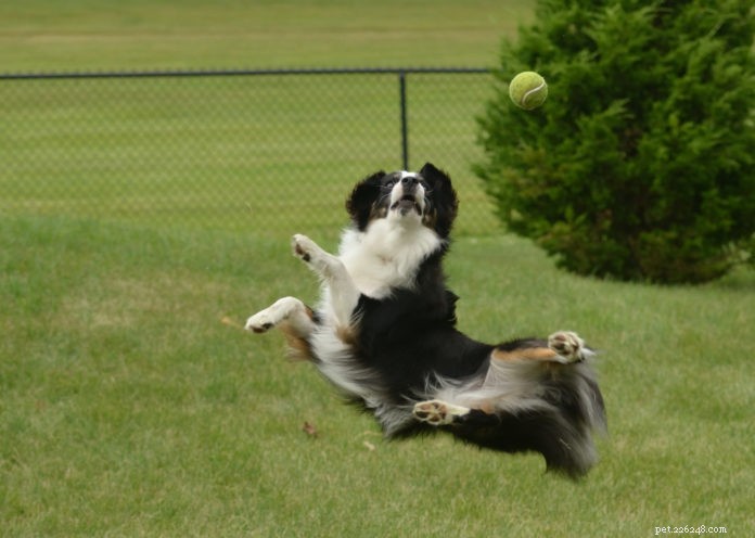 Engage Your Dog: Backyard Play Ideas for Fitness & Bonding