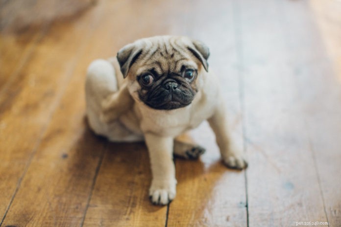 Effective Acupressure Techniques to Relieve Your Dog’s Skin Allergies