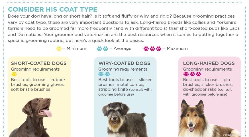 Comprehensive Expert Guide to Dog Grooming: Brushing, Bathing, and Care Tips
