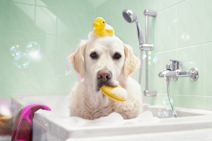 Comprehensive Expert Guide to Dog Grooming: Brushing, Bathing, and Care Tips