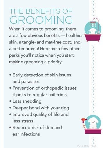 Comprehensive Expert Guide to Dog Grooming: Brushing, Bathing, and Care Tips