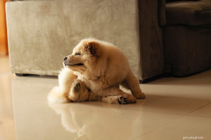 8 Proven Natural Methods to Keep Fleas Away From Your Dog