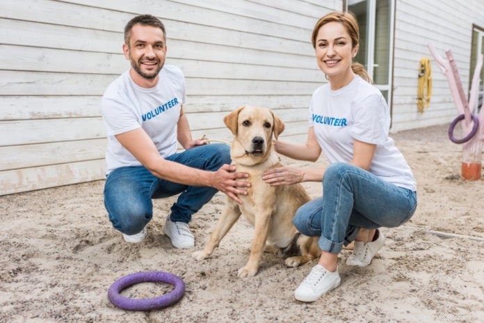 Guide to Dog Adoption: What to Expect from Shelters & Rescues