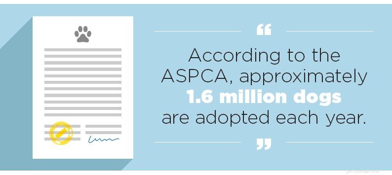 Guide to Dog Adoption: What to Expect from Shelters & Rescues