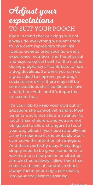 Master Dog Socialization: 3 Proven Steps for a Confident, Well-Behaved Companion