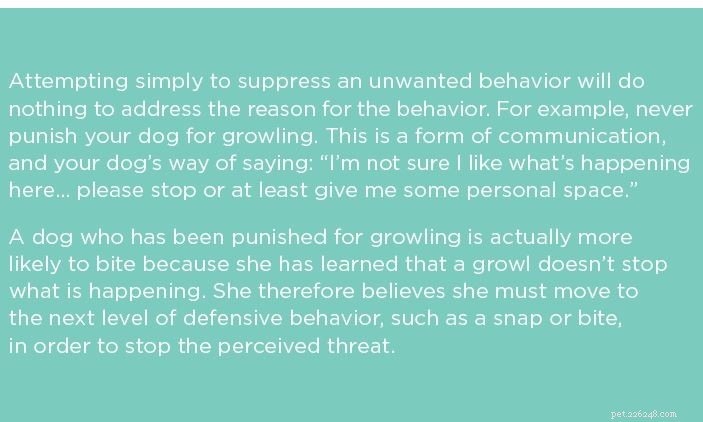 Master Dog Socialization: 3 Proven Steps for a Confident, Well-Behaved Companion