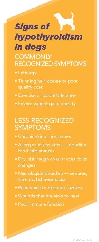 Managing Your Dog s Thyroid: Spotting and Treating Hypothyroidism