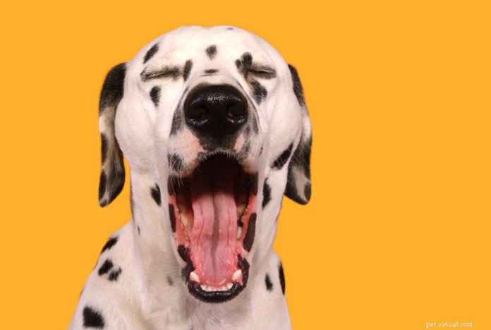 Managing Your Dog s Thyroid: Spotting and Treating Hypothyroidism