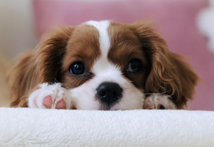 Eco‑Friendly Pet Products: Convenience Meets Sustainability
