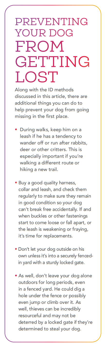 Top Identification Solutions to Keep Your Dog Safe and Secure