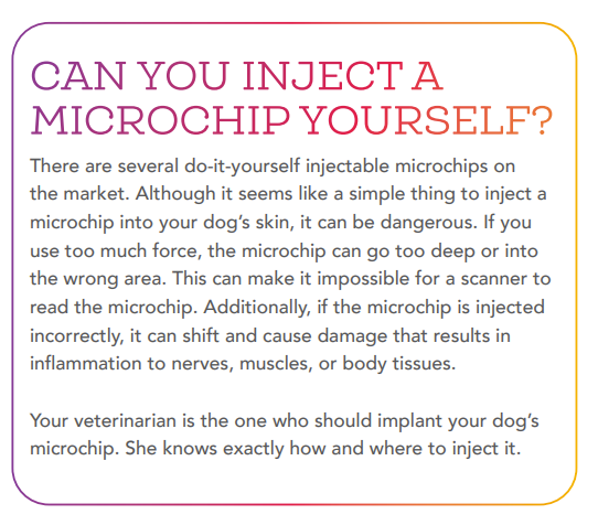 Top Identification Solutions to Keep Your Dog Safe and Secure