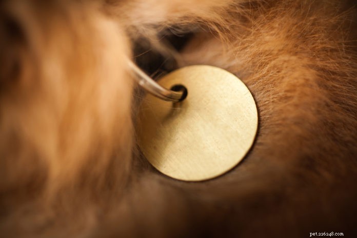 Top Identification Solutions to Keep Your Dog Safe and Secure