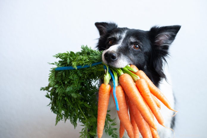 Boost Your Dog’s Health: The Essential Guide to Adding Fruits & Veggies