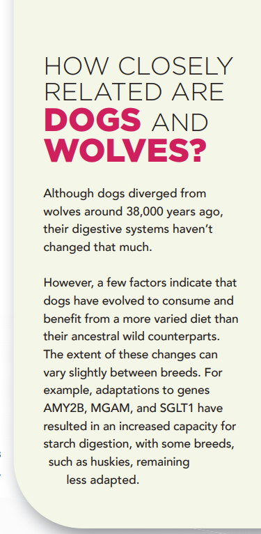 Boost Your Dog’s Health: The Essential Guide to Adding Fruits & Veggies