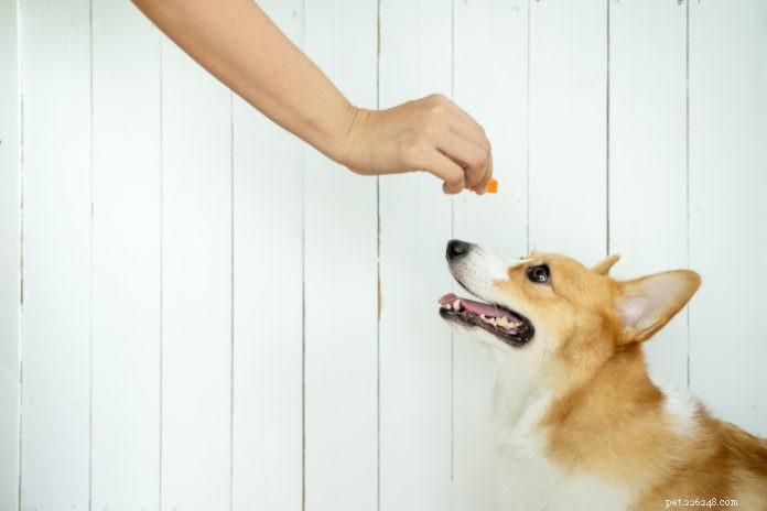 Is Your Dog Eating Too Quickly? 5 Proven Ways to Slow It Down