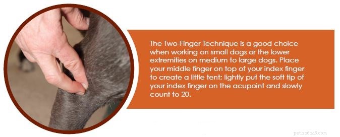 Enhance Your Dog s Immunity Naturally with Acupressure
