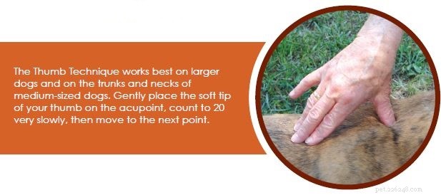Enhance Your Dog s Immunity Naturally with Acupressure
