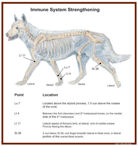 Enhance Your Dog s Immunity Naturally with Acupressure