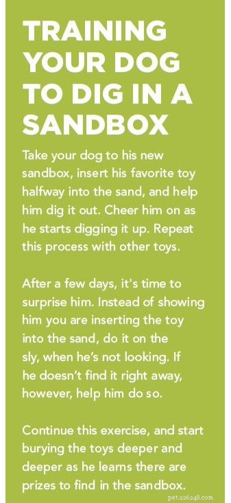 Stop Your Dog From Destroying Your Yard: Expert Tips to End Digging Habits