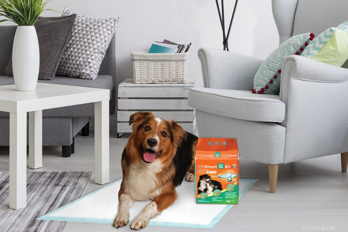 How WizSmart Created the Planet’s Most Effective, Eco‑Friendly Dog Pee Pad