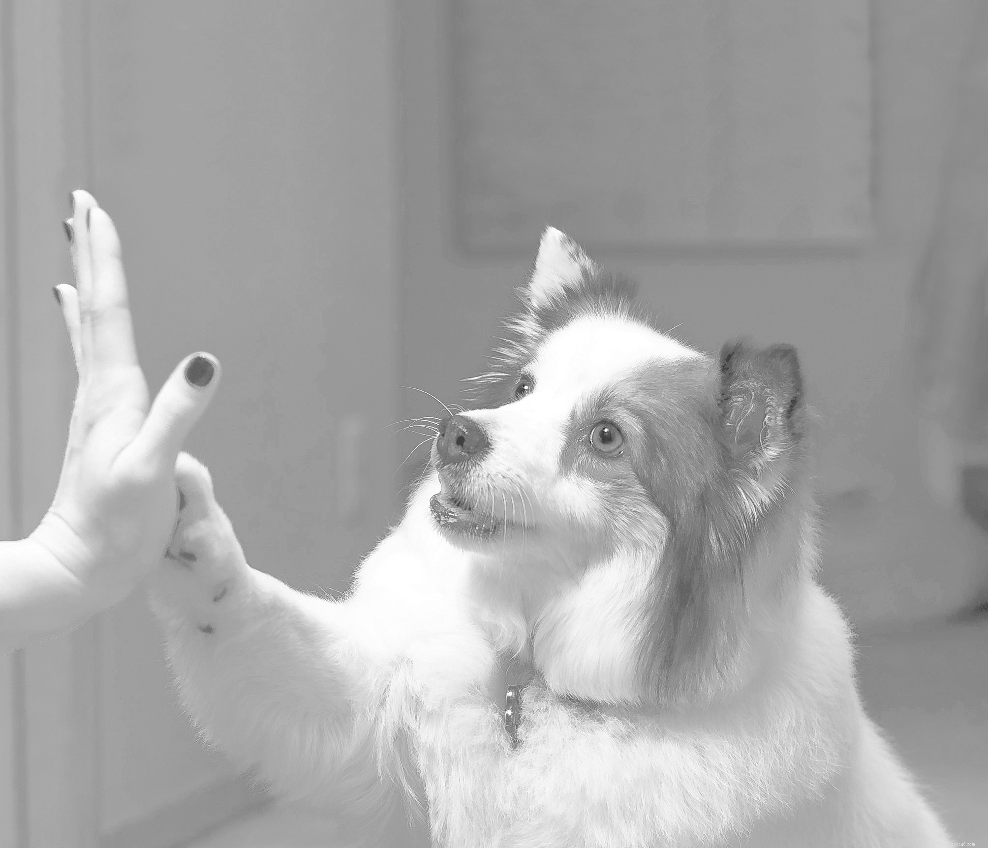 How WizSmart Created the Planet’s Most Effective, Eco‑Friendly Dog Pee Pad