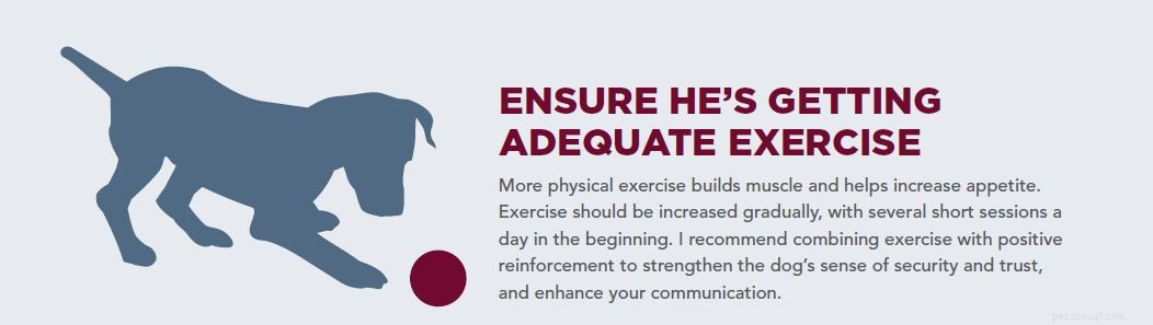 How to Help Your Thin Rescue Dog Gain Healthy Weight