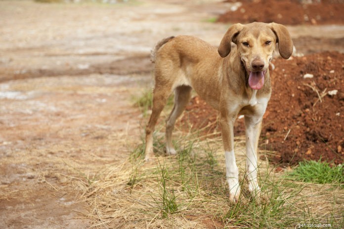 How to Help Your Thin Rescue Dog Gain Healthy Weight