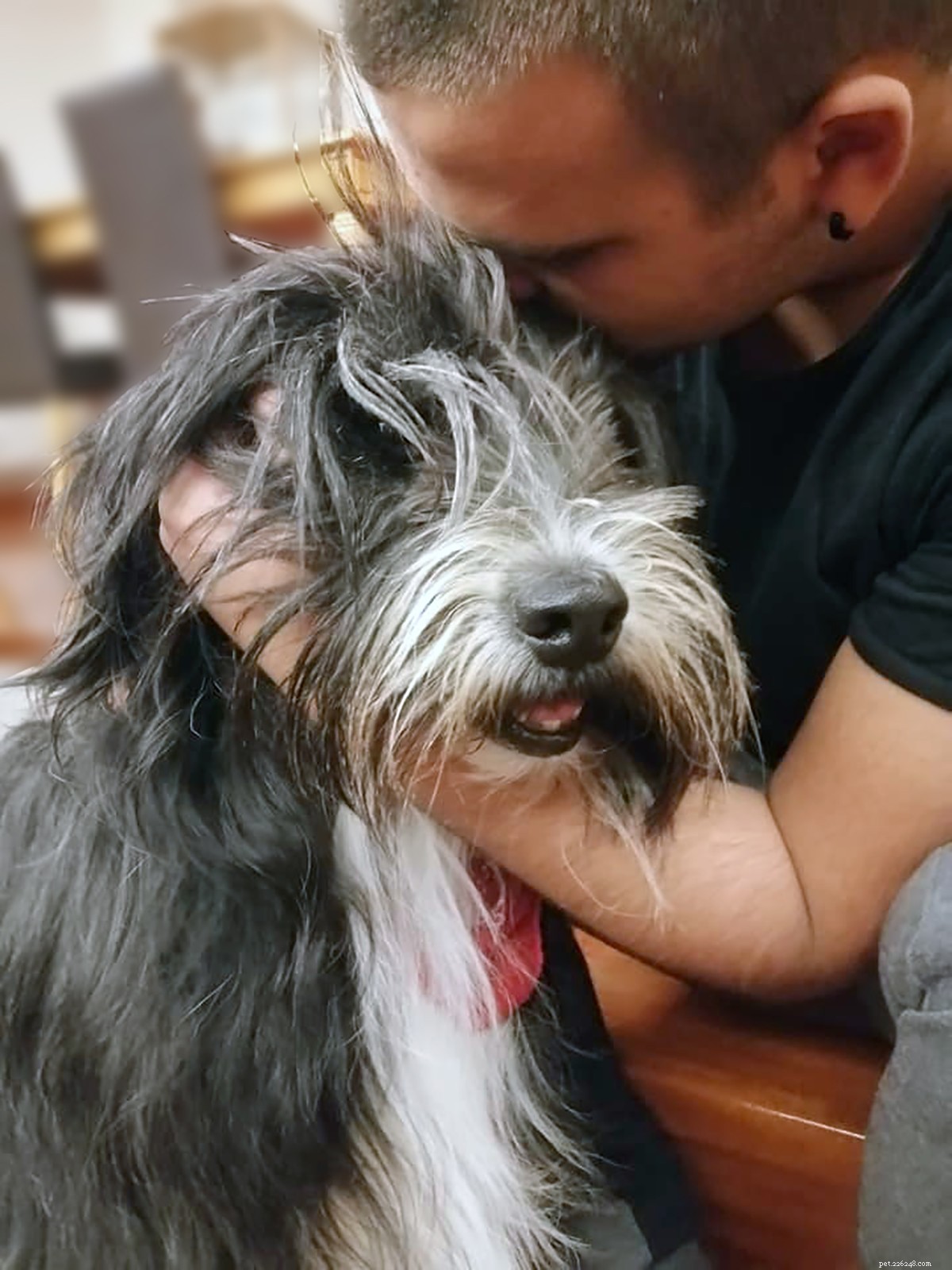 How a Bearded Collie Helped Her Human Overcome Depression After 9/11