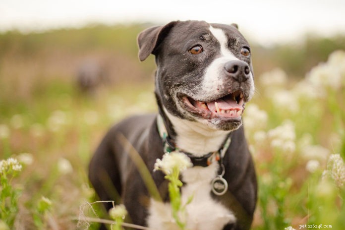 8 Proven Ways to Keep Your Senior Dog Young, Healthy, and Happy