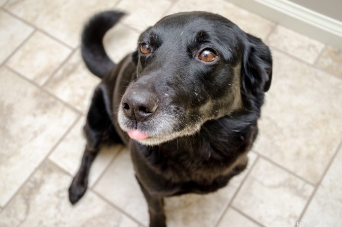Decoding Your Dog’s Tail: What a Wag Really Says About Their Mood
