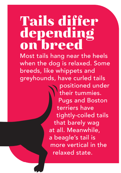 Decoding Your Dog’s Tail: What a Wag Really Says About Their Mood