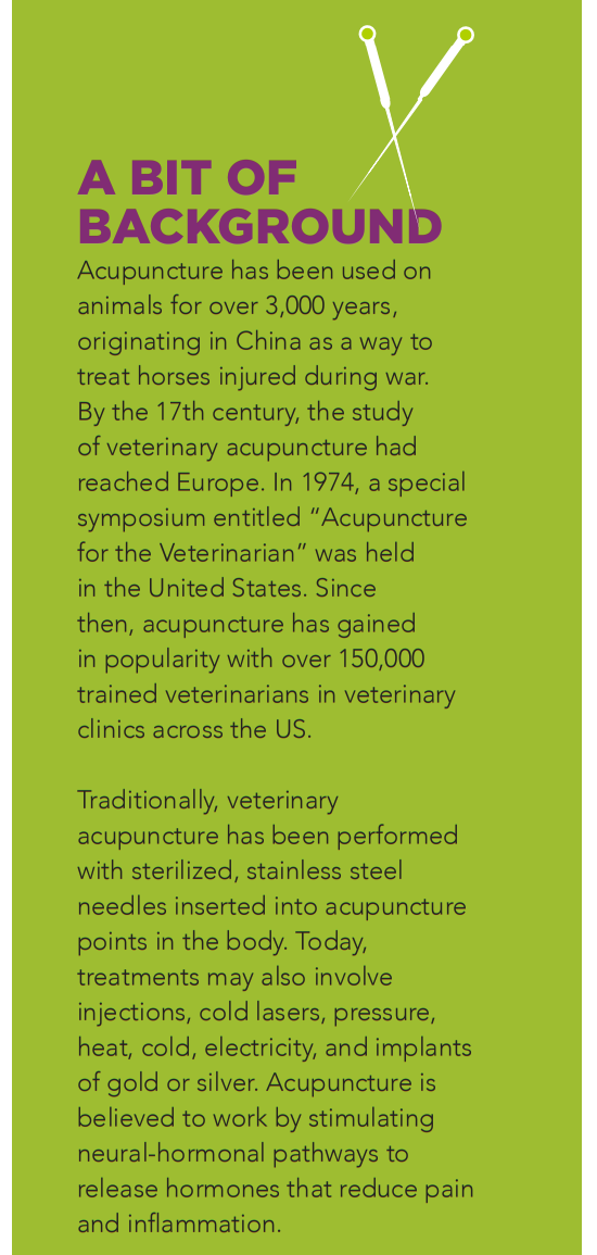 Dog Acupuncture: Top Conditions That Respond Best