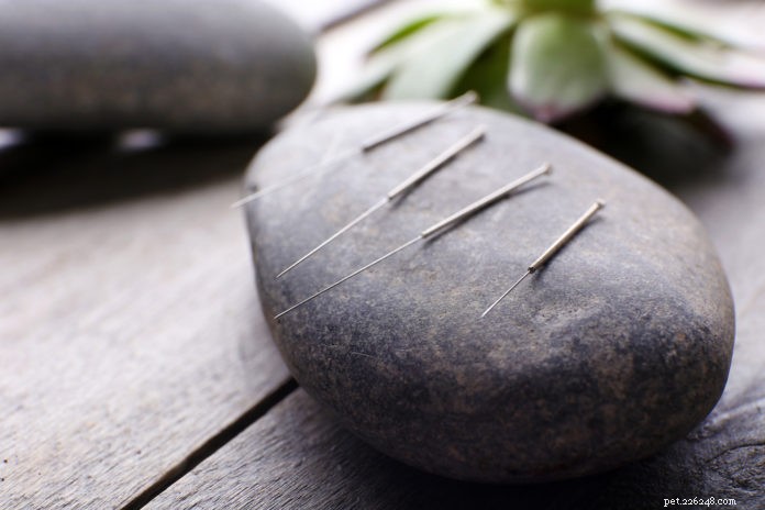 Dog Acupuncture: Top Conditions That Respond Best
