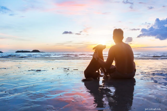 Ayurvedic Wellness Tips for Your Dog: Natural Health & Longevity