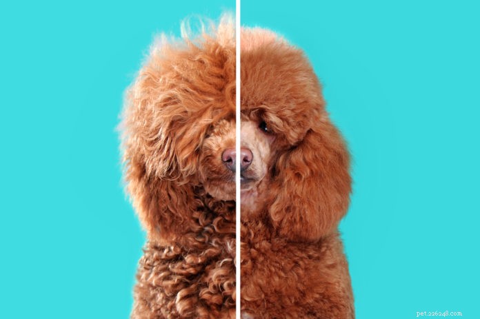 Quick 15‑Minute Weekly Grooming Routine to Keep Your Dog Healthy & Happy