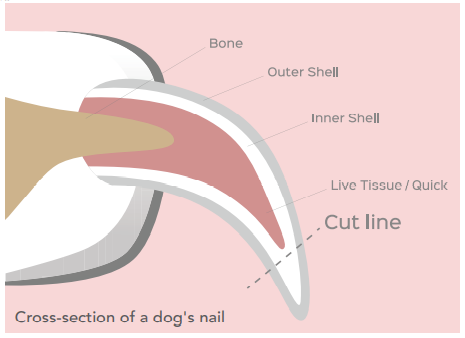 Quick 15‑Minute Weekly Grooming Routine to Keep Your Dog Healthy & Happy