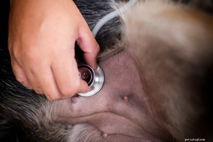 Canine Chiropractic: Alleviating Digestive Issues Through Musculoskeletal Care