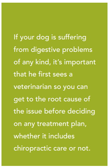 Canine Chiropractic: Alleviating Digestive Issues Through Musculoskeletal Care