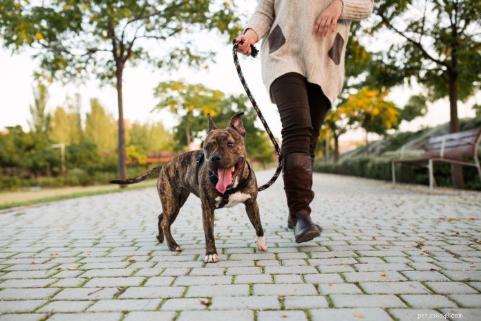 Master the Art of Dog Walking: Essential Tools & Tips